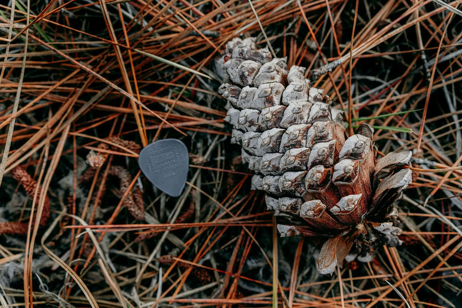 A guitar pick beside a pinecone in the pine needles
